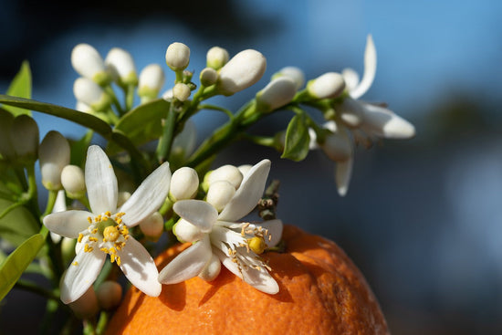 Close-up of fresh neroli flowers in full bloom, known for their aromatic and skincare benefits