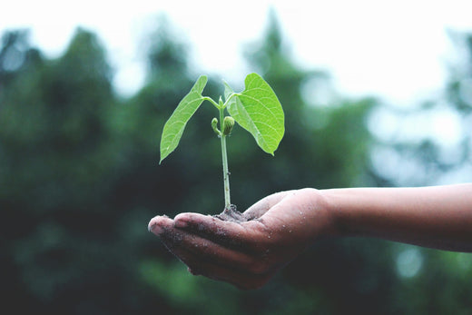 Hand holding a small green plant sprout, symbolizing eco-friendly and sustainable skincare practices with Lashika products.